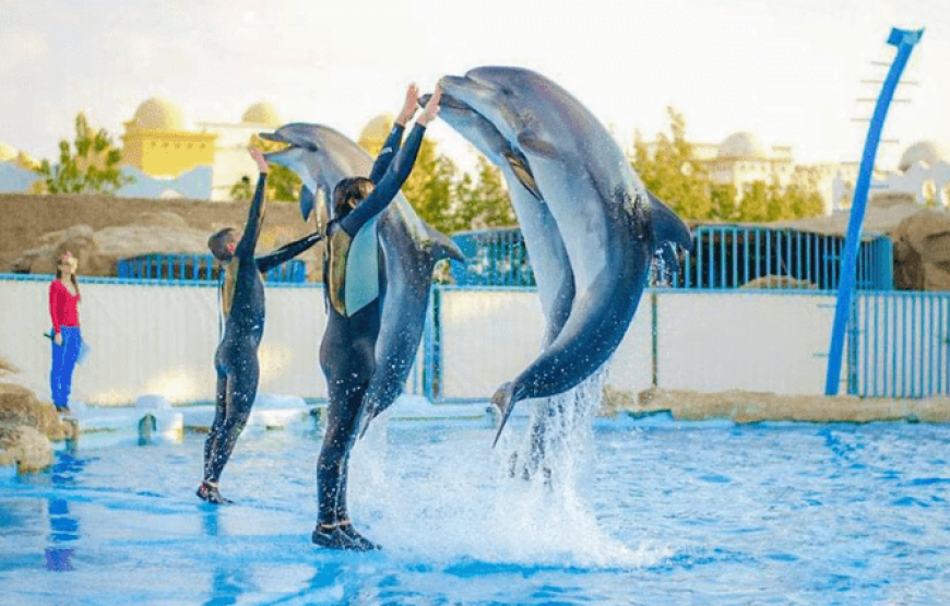 Dolphin Show in Sharm El Sheikh