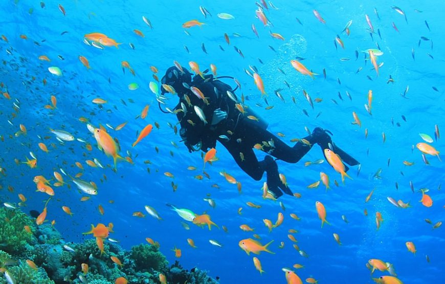 Ras Mohammed Snorkeling Sea Tour by Boat from Sharm El Sheikh