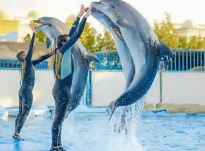 Day Trip to Dolphin World Hurghada Show