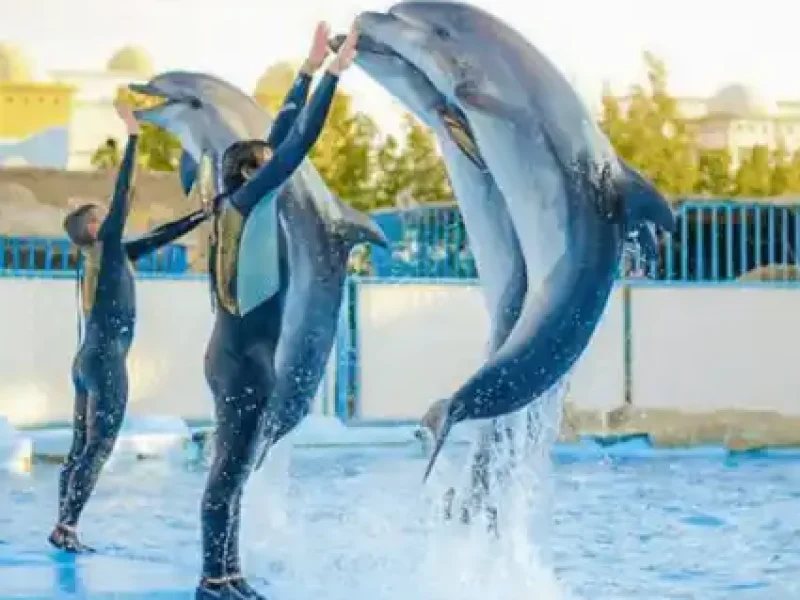 Day Trip to Dolphin World Hurghada Show