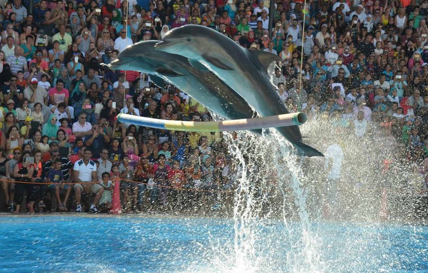 Dolphin Show in Sharm El Sheikh