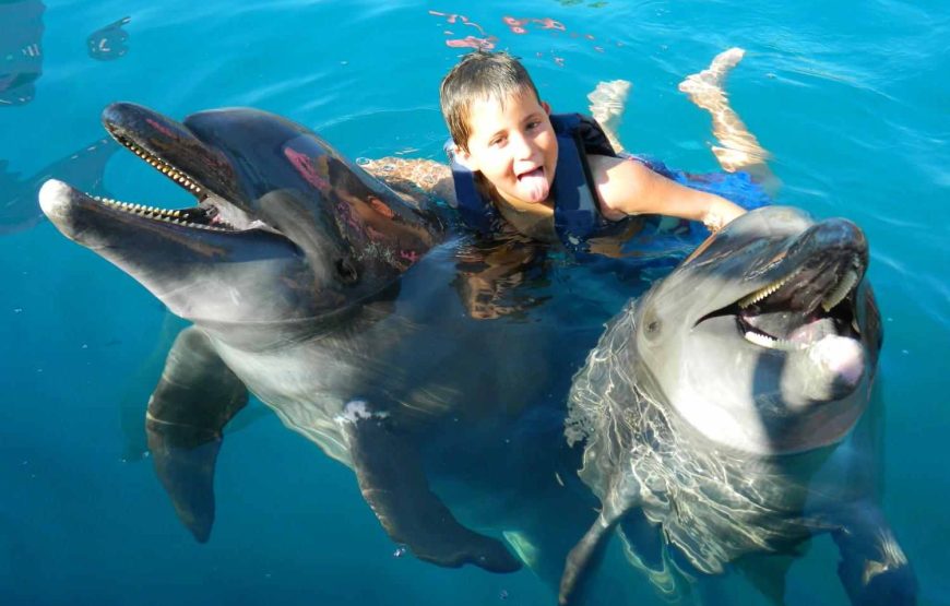 Snorkeling Sea Trip to Dolphin House