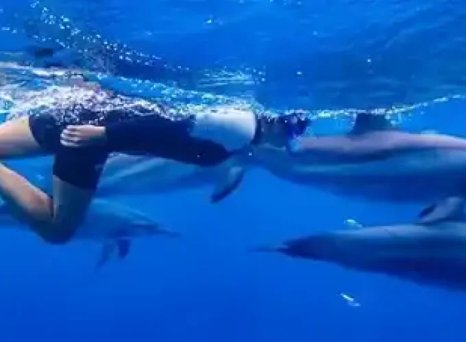 Snorkeling Sea Trip to Dolphin House
