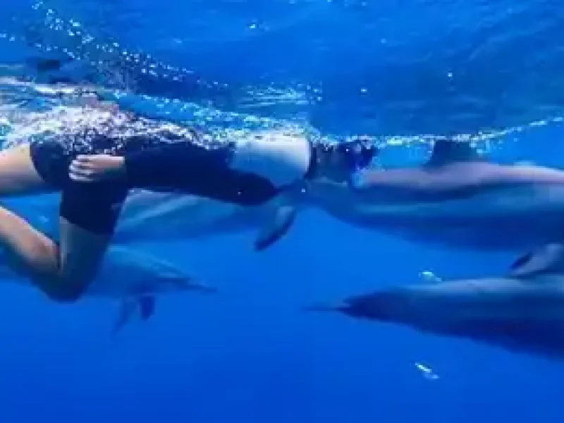 Snorkeling Sea Trip to Dolphin House
