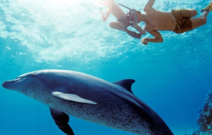 Snorkeling Sea Trip to Dolphin House