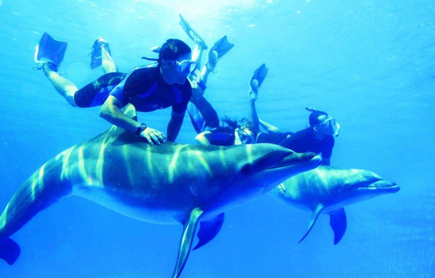 Snorkeling Sea Trip to Dolphin House