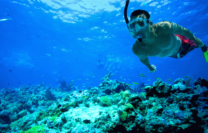 Snorkeling Trip to Tiran Island